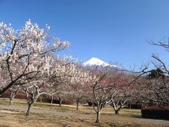 富士と梅　IN岩本山