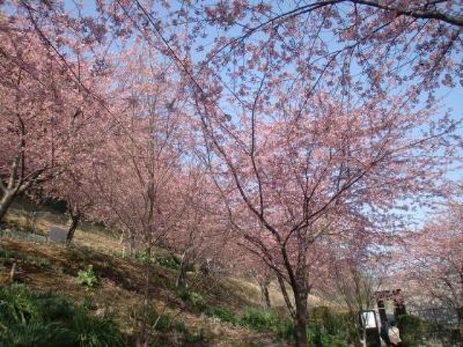 君津で河津桜を見る 君津 千葉県 の旅行記 ブログ By Yo Haiさん フォートラベル