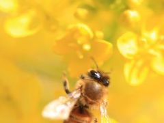 見頃の梅　菜の花も綺麗でした。和泉リサイクル環境公園