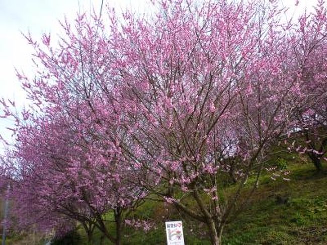 最後の、お宿は「あたたかい宿　谷屋」さんです・・・道後温泉の中でも少ない源泉掛け流しで全７部屋の小さなお宿です。<br />砥部町の七折梅園で梅まつりが開催中なので、こちらを先に作成することにしました・・・１６０００本の梅が見ごろでした(^_^)