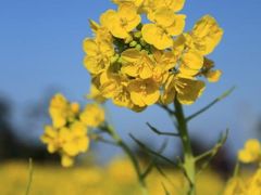 愛知　渥美半島の菜の花畑へ