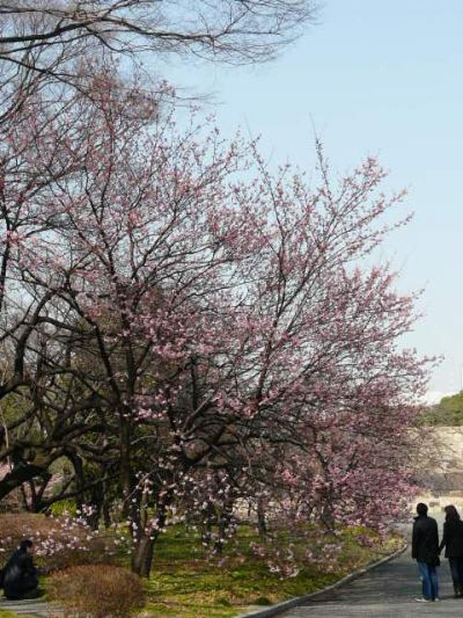 皇居東御苑で早咲きの桜チェック 東京の旅行記 ブログ By Yo Haiさん フォートラベル