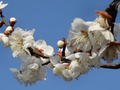 千葉市ぐるり旅【10】～芸術とスポーツ、自然が融和したリフレッシュスペース～青葉の森公園(梅園＆生態園)