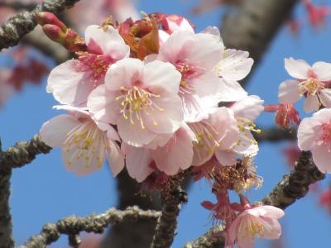 ２月２７日、陽気に誘われて、午後０時半に自宅を出発し、皇居・東御苑の桜を見るために東京へ向かった。<br />午後１時４５分に皇居・東御苑に到着し、約二時間、桜、梅、その他の花を見るために過ごした。<br />この日はかなりの人出で桜の咲いている場所では写真撮影する人が多かった。　また、梅林坂周辺でも観梅のためにかなりの人が訪れていた。<br />この旅行記としては①大手門～富士見櫓～桜の島前迄、②桜の島～梅林坂～大手門の二部に分けてまとめることにした。<br /><br />行程、歩行距離、歩行時間は以下の通り。<br />(行程)<br />上福岡ー池袋ー東京ー大手門ー富士見櫓ー野草の島ー富士見多聞ーばらの島ー桜の島ー梅林坂ー二の丸庭園ー大手門ー東京駅ー池袋ー上福岡<br /><br />(歩行距離)約３キロ<br />(歩行時間)約２時間<br /><br /><br />＊写真はカンザクラ