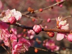 青梅、吉野梅郷へ。三分咲きの梅を楽しむ旅。