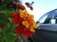 イタリア　2010 　その２