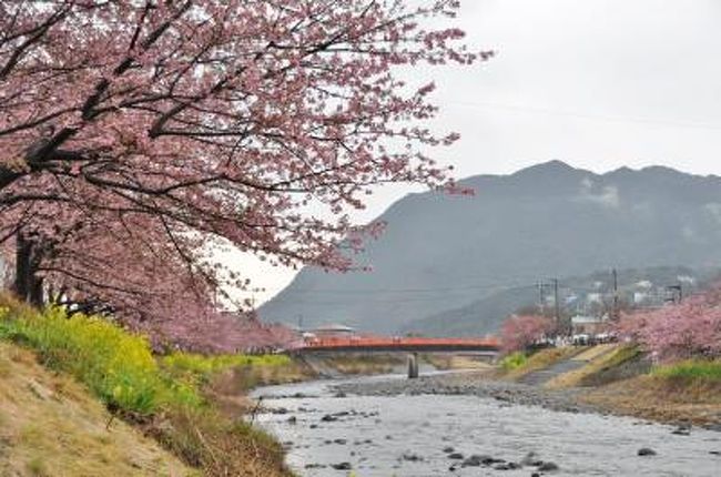 　伊豆の河津桜まつりが、2月5日～3月10日まで静岡県河津町で行われている。1ケ月前にツアーの予約をしたので、花の咲き具合が心配でしたが、河津の桜は満開に近く、下賀茂のみなみの桜は丁度見頃で、川沿いの菜の花と良く調和し、一足早い伊豆の春でした。<br />　<br />[1日目]---【１】<br />東京駅----熱海駅＝＝稲取（雛のつるし飾りまつり）＝＝下賀茂（みなみの桜、菜の花畑）＝＝<br />　　下田温泉（泊）・・夕食後　河津「夜桜」鑑賞<br /><br /><br />[２日目]---【２】<br />下田温泉＝＝河津（桜まつり）＝＝湯河原（梅林鑑賞）＝＝湯河原駅---東京駅<br />　<br /><br /><br /><br />