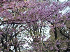 皇居・東御苑を散策する②桜の島～梅林坂～大手門