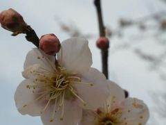 ♪梅は咲いたか 桜はまだかいな