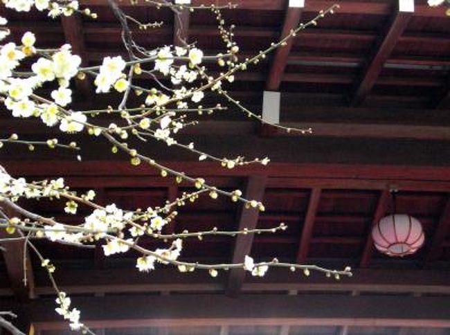 仕事で近くを通り、梅の花の香りに誘われて境内へ…<br /><br />　東京で見つけた春の訪れ～想像していた以上に可憐な梅の花に心癒されました♪<br /><br /><br />　●●湯島梅祭りは、２月８日から３月８日まで開催●●
