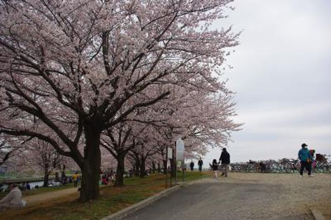 赤羽でお花見 赤羽 東京 の旅行記 ブログ By Imo Koiさん フォートラベル