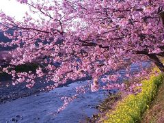 満開の河津桜お散歩デート～2011.2.26～