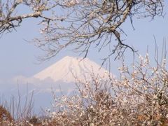 河津桜と稲取つるし雛　今年もJTB旅から