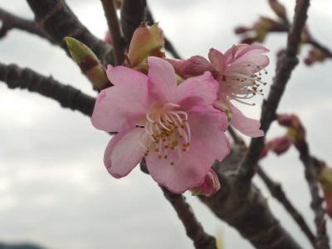 桜は どうなか？ て思いながら 隣町である 函南駅起点の<br />JR東海主催の さわやかウォーキングへと行ってきました。<br />今回のテーマは ずばり 函南桜。 函南桜も 河津桜同様、<br />早咲きの種類で 有志による基金で運営、維持されている桜です。<br />それでは 函南の街を歩く ウォーキングの様子を どうぞ。<br /><br /><br />