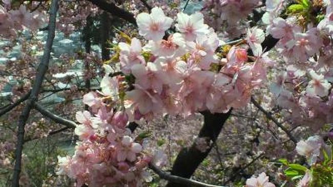 ひと足早い春を感じるために、松田の桜まつりに行ってきました。<br />河津桜が満開で菜の花とのコントラストも素敵でした。