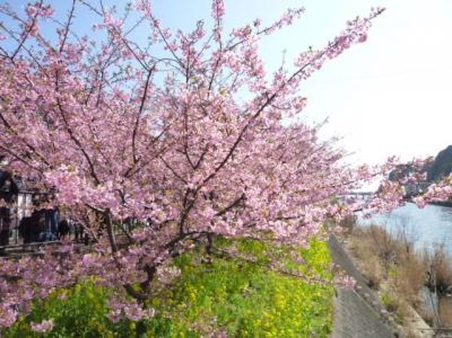春一番！河津桜と優雅な伊東温泉の宿泊とグルメ　Ｖｏｌ２（第１日目：午前）　美しいピンク色の河津桜が満開♪