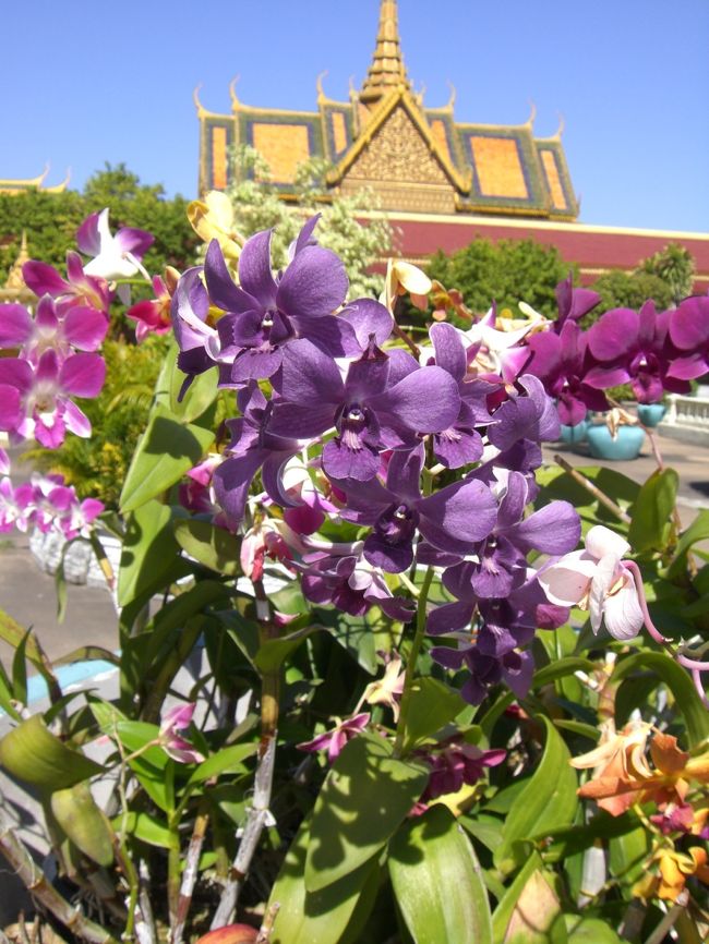 カンボジアの花々　４～９月に続いて、１０～１２月の花や植物を紹介します。<br /><br />１０月中旬から２月下旬までは、カンボジアは乾季に入りベストシーズンになります。<br />この季節には、花々も次々と咲き、毎日のようにあちらこちらで結婚式がおこなわれています。<br />室内では、やっと約２４℃になり過ごしやすくなります。<br />でもカンボジアの人達は「寒い、寒い！」と長袖のジャケットを着ます。ファーの付いたのを着ている人も見かけます。<br />以前、カンボジアの新聞に「気温が１８℃になったため凍死した人がでた」という記事が載っていたと聞きました。信じられない！！<br />「日本は今１０℃くらい」て言うと、カンボジアの人は「そんなの死ぬ」と言います。<br /><br />旅行は是非この季節を選んで下さいね。
