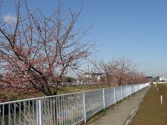 久喜市鷲宮の河津桜が咲き始めました