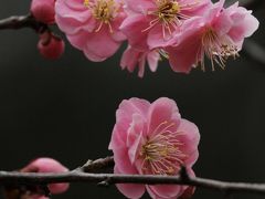 Solitary Journey ［865］ 春ですね～♪見頃を迎えた梅の花 ＜広島を代表する庭園‘縮景園’の梅林＞広島市中区