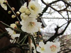 湯島天神　梅まつり