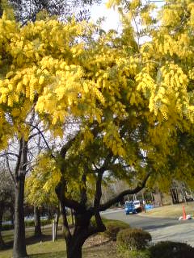 江東区の木場公園散策<br /><br />ミモザがみごとに満開、公園裏手の河津桜も満開でした。<br /><br />木場でランチを食べたあと、近くを散歩。<br />（ランチの写真を撮り忘れ。。残念。。<br />木場交差点近くの黄色い建物のフレンチビストロ、かわいらしい店内、<br />ランチＢ：スープ、サラダ、選べるメイン…ビーフステーキのマスタードソース、デザート、コーヒー、<br />おいしかった！！）<br /><br /><br />