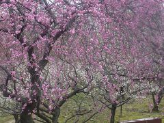 豊田市平芝梅林公園