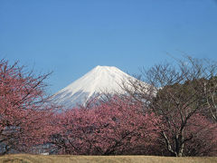 富士と河津桜