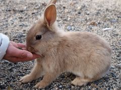 たけはら雛めぐり＆ウサギの島・大久野島の旅　１泊２日【３－３】～ウサギと遊んだ編～