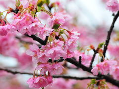 河津桜と西伊豆松崎町なまこ壁