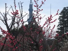 向島百花園の梅まつり☆東京スカイツリー６０４ｍ☆2011/03/03