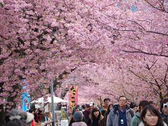 伊豆　湯河原から河津へ（２）　河津桜編