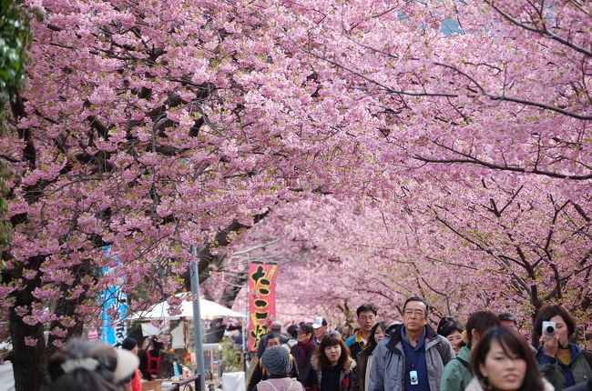 伊豆　湯河原から河津へ（２）　河津桜編