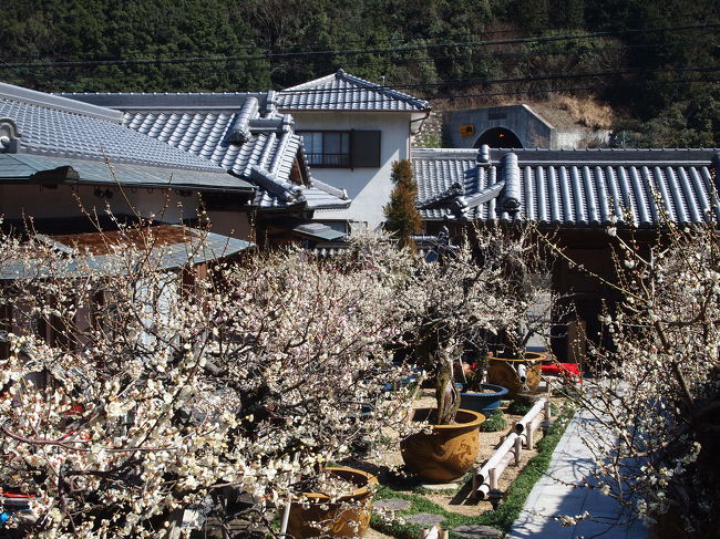 大阪府の泉南市にある金熊寺（きんゆうじ）は、役行者の創建といわれています。<br /><br />関西空港に近く、ちょっと南にいくと和歌山県になってしまうところにあるのですが、そばには金熊寺梅林と盆梅庭園という梅の名所があります。<br /><br />昨日の夕刊によれば、金熊寺梅林は五分咲き、盆梅庭園は七分咲きとなっています。<br /><br />梅の花を見に出発します。<br /><br />やはり金熊寺梅林は、ちょっと時期が早いかなという感じでしたが、盆梅庭園ではすばらしい梅の花を見ることができました。<br /><br />【写真は、盆梅庭園です。】