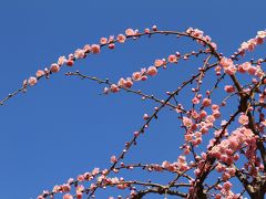 春を告げる満開の梅　「しだれ梅と椿まつり」　～城南宮～