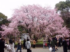 東京２０１０桜　【１】六義園　