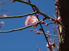 青空の下美しく咲く　小金井公園　梅林　上
