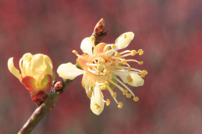 今週も梅の観賞に出かけました。いつもの花の文化園です。<br />ことしは天候が変だったからか、見頃がいつなのかよく分かりません。そこそこ咲いていてくれました。<br />クリスマスローズが咲き始めていました。<br /><br />黄金梅　万博記念公園で初めてみたような感じでしたが、ここでも咲いていました。