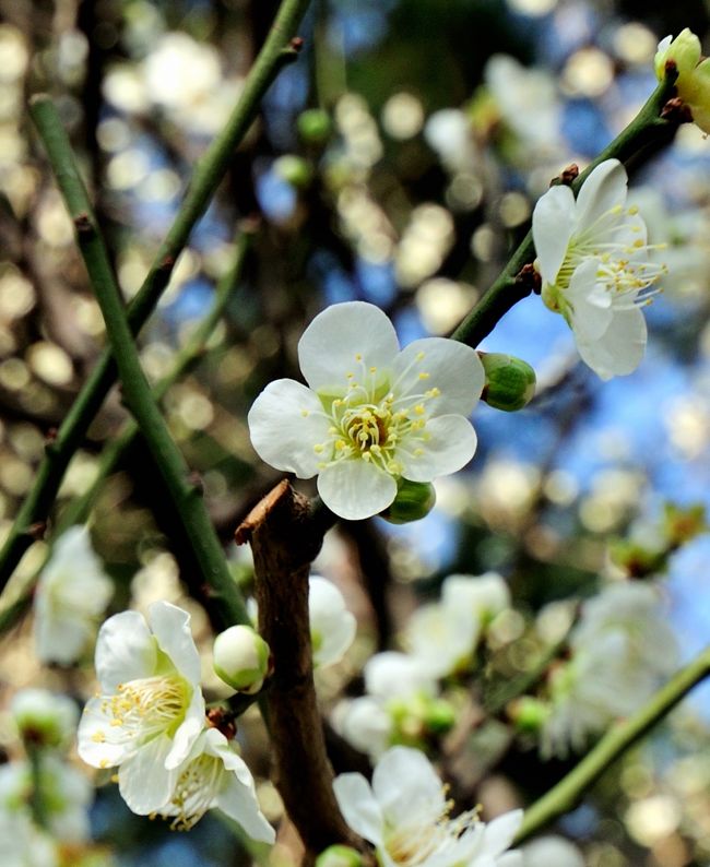 三溪園は、古くから梅の名所として有名で、園内には約600本の梅があるそうです。<br /><br />観梅会が2月11日（金）〜　3月6日（日）の日程で催されています。<br /><br />ホームページで見ると、遅咲きの梅も咲き始めたとあり、久しぶりに行ってみることにしました。<br /><br /><br />三渓園や原三渓については、こちらのホームページをご覧ください。<br /><br />http://www.sankeien.or.jp/history/index.html<br /><br />