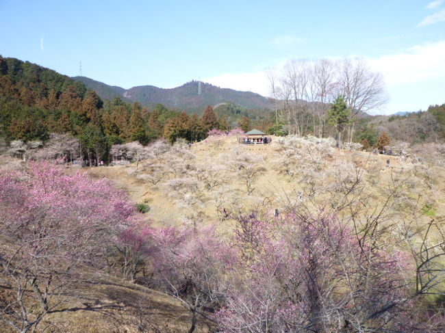 青梅の奥座敷　吉野梅郷　幻想的な梅の絶景！