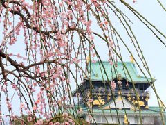 久しぶりに義父と行く「動く写真教室」？　人出も梅も満開の「大阪城公園梅林」