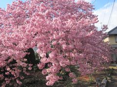 初めて河津桜を見に行ってきました。