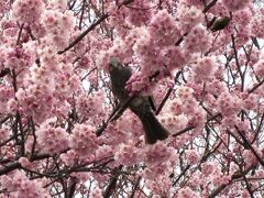 皇居東御苑　早春のお花見　梅、桜、福寿草