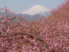 2011桜日記 第2弾 松田山 桜祭り　