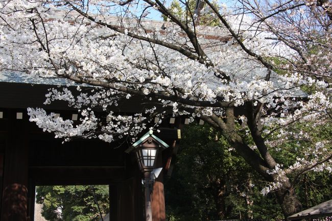 靖国神社神門の桜　　2009.3.26　<br />Sakura in Yasukuni Shrine<br /><br />この年は平年より早い桜の開花予想を頼りに靖国神社と千鳥が淵の桜を撮影に出かけました。しかし予想に反してまだ2〜3分咲きの桜が多く少々がっかりでした。<br />せっかく行った初めての靖国神社と千鳥が淵でしたので、来年の下見と思って一回りしてきました。<br />それなりに桜の花見の風情は感じることができ、有名な千鳥が淵の桜を混雑に会わずに楽しむことができました。<br />http://4travel.jp/traveler/810766/album/10550339/千鳥が淵<br />春の「小さな旅」シリーズには下記もありますのでぜひおいで下さい。<br />http://4travel.jp/traveler/810766/album/10542814/小手指･北野<br />http://4travel.jp/traveler/810766/album/10538951/青梅吉野梅郷<br />http://4travel.jp/traveler/810766/album/10548934/狭山湖･多摩湖<br />http://4travel.jp/traveler/810766/album/10552130/虎ノ門・赤坂<br />http://4travel.jp/traveler/810766/album/10551677/霞ヶ関・愛宕山<br />http://4travel.jp/traveler/810766/album/10551439/小手指のしだれ桜<br /><br />靖国神社についての紹介はWebサイトに任せます。<br />About Yasukuni Shrine following Web-site will supports you.<br />http://www.yasukuni.or.jp/english/<br /><br />撮影CANON EOS40D EF-S 17/85 IS USM yamada423<br />────────────────────────<br />&lt;2011.3.11東北関東大震災に際して&gt;<br />この度の地震・津波で被害に遭われた被災者の皆様には心よりお見舞い申し上げます。<br />またこの場を借りて東北関東大震災の犠牲者の霊に心より哀悼の意をささげます。&lt;献歌&gt;<br /><br />みぞうなる　じしんつなみが　たみおそう　やまとのくにの　かみはいずこに<br />（未曾有なる地震津波が民襲う　大和の国の神は何処に）<br /><br />☆お気に入りブログ投票（クリック）お願い★<br />http://blog.with2.net/link.php?1581210