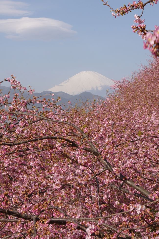 2011年 桜日記 第2弾は 今年も行ってきました。<br />神奈川県は 松田にある 松田山桜祭り。<br />ここの桜は 菜の花とのツーショット、晴れた日には 富士山も<br />一緒に拝める お気に入りの桜スポットです。<br /><br />