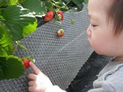 【かーくん01歳11ヶ月】 三浦半島でイチゴ狩り♪