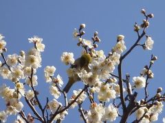 亀戸天神社の梅