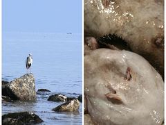 富山県氷見を訪ねて ー 北陸の荒海を初めて見る