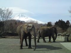 早春の富士サファリパーク