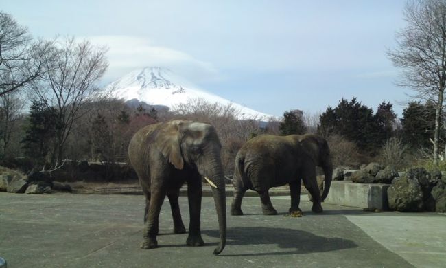 まだ寒いので、閑散としているのでは……という予想を裏切って、結構混雑だった富士サファリパーク。この日は良い天気で比較的暖かでしたが、この時期気温が高くない分、動物は活動的なのか、なかなか楽しめました。